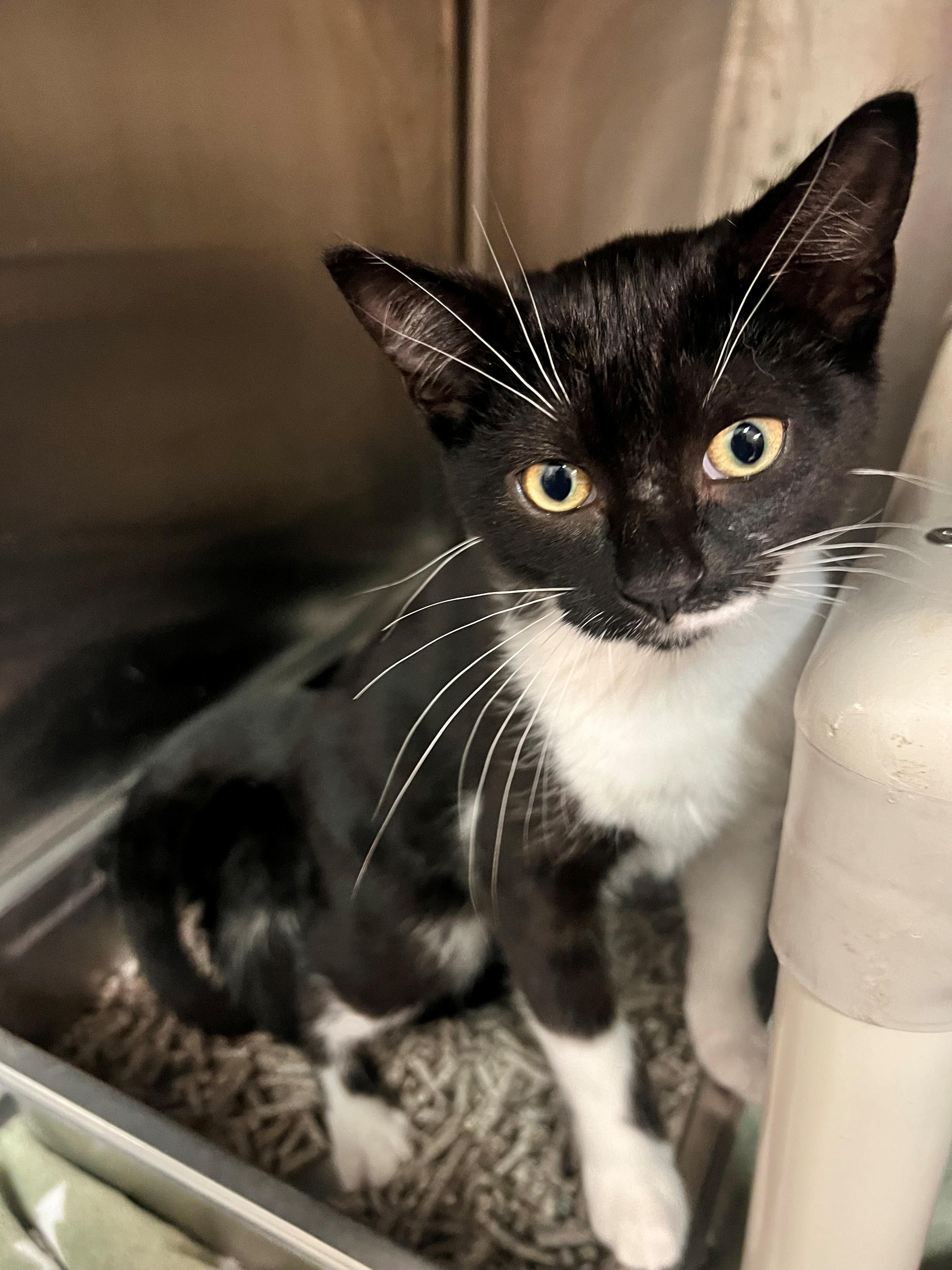 Enlarge Donut CS-141/26, a ADOPTABLE Domestic Short Hair in Burlington, ON image 3/3