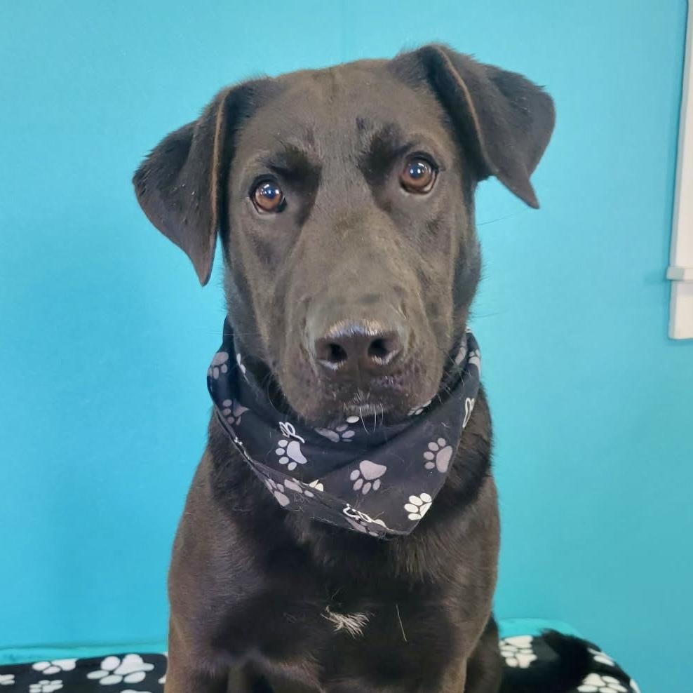 Enlarge Archie , a ADOPTABLE mixed breed in South Portland, ME image 4/5