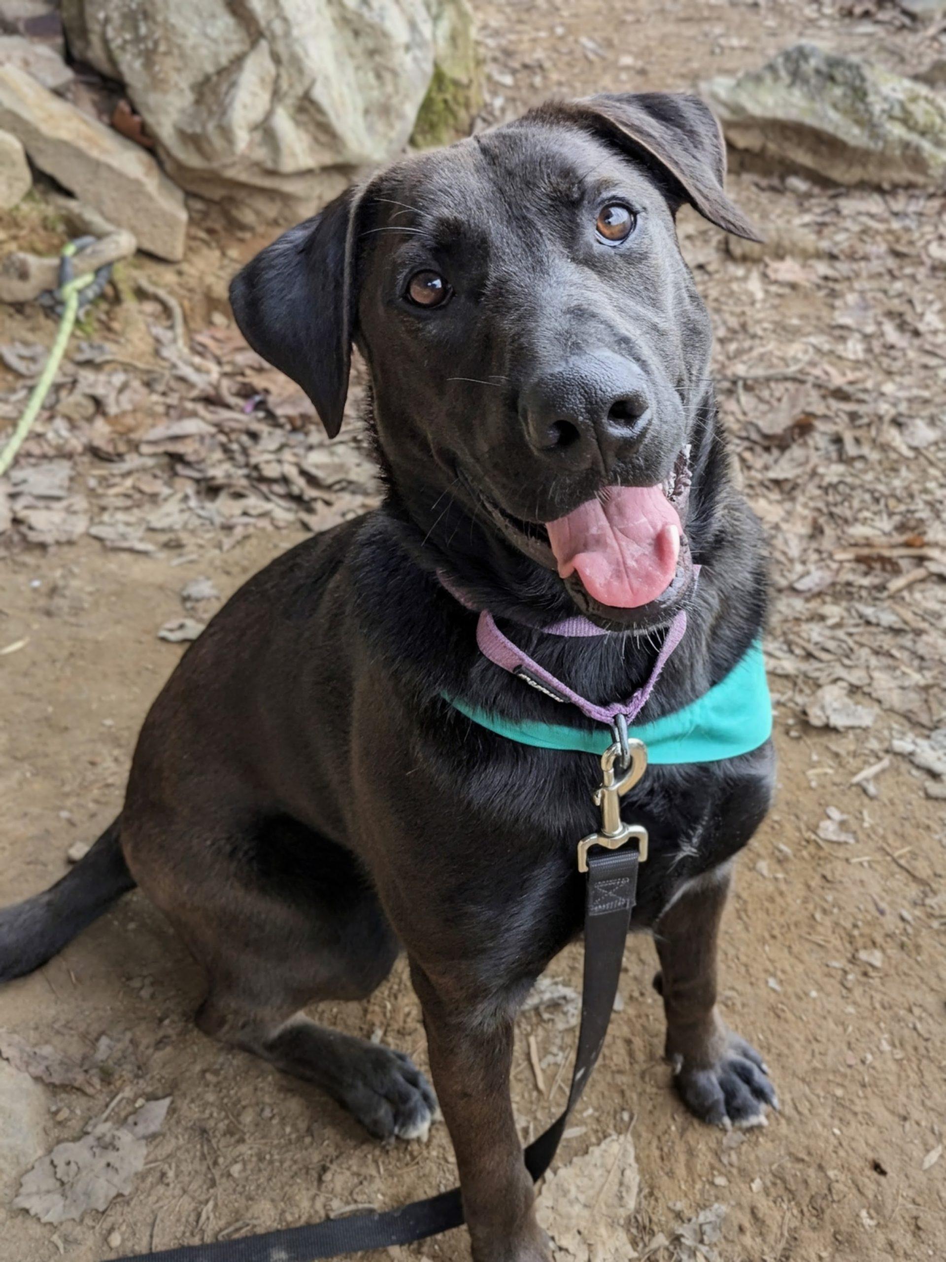 Enlarge Archie , a ADOPTABLE mixed breed in South Portland, ME image 2/5