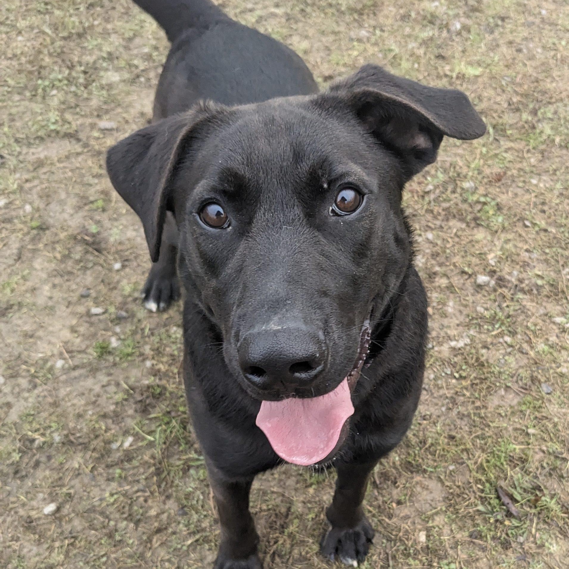 Archie , ADOPTABLE, Young Male Retriever.