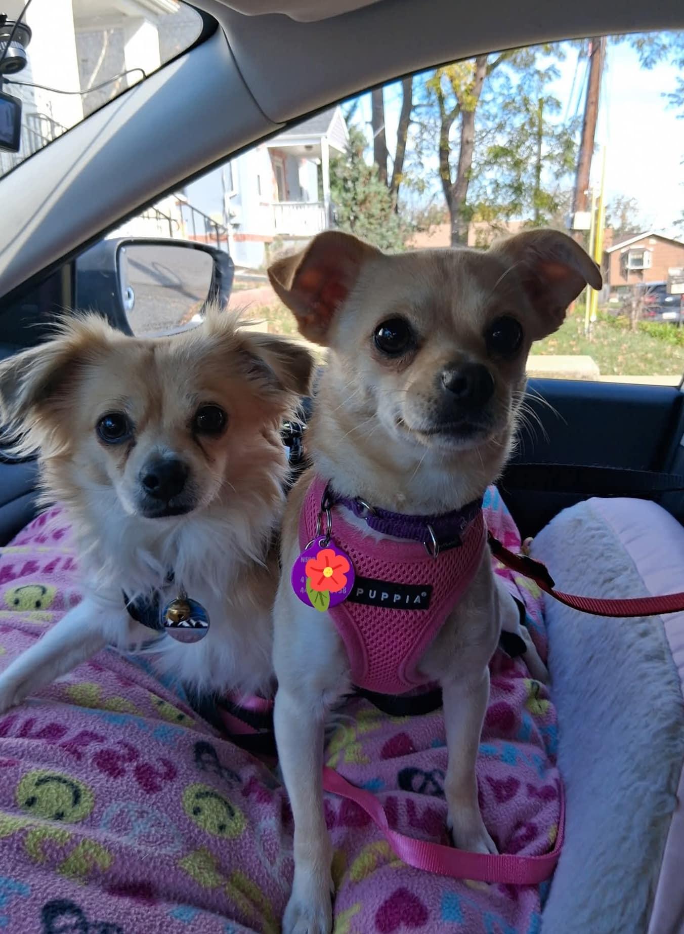 Lilita, Adoptable, Young Female Chihuahua.