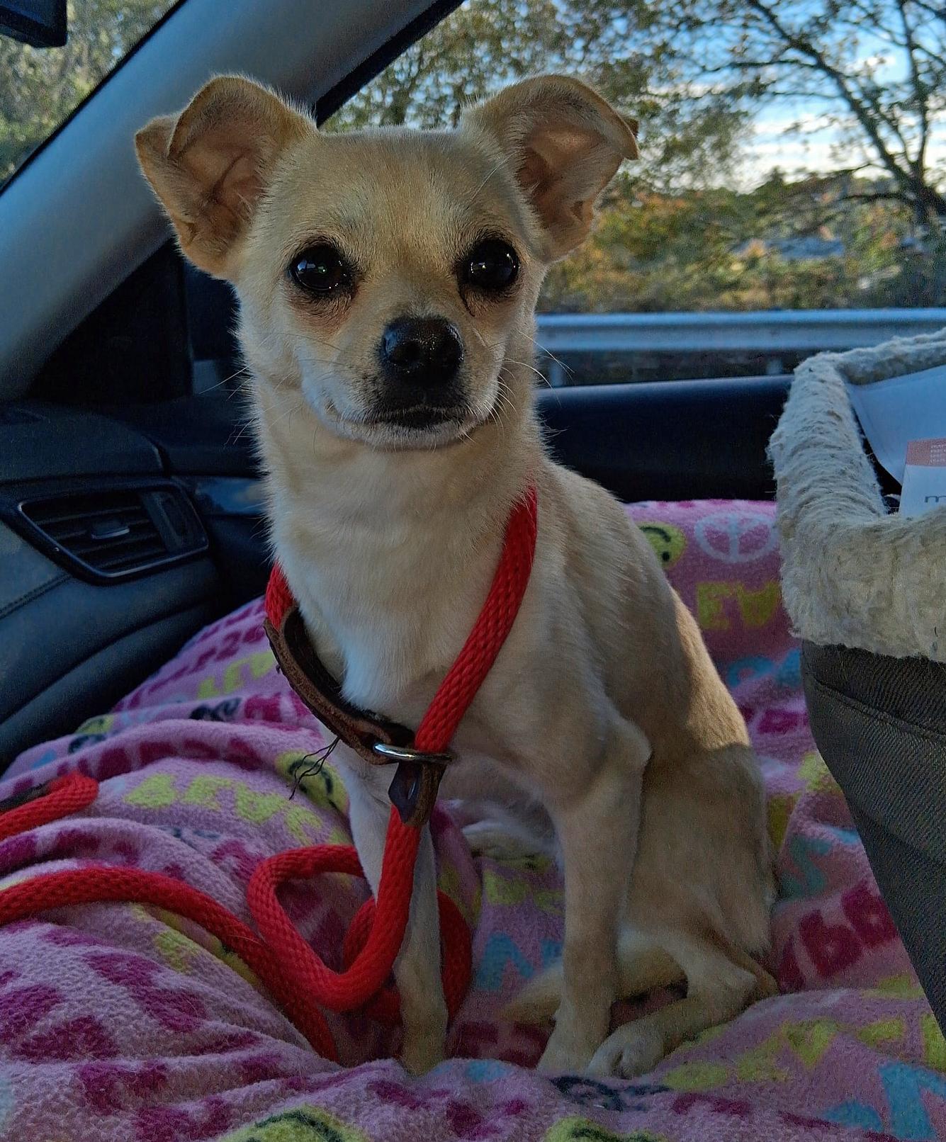 Lilita, a Adoptable Chihuahua in Baltimore, MD image 2/5