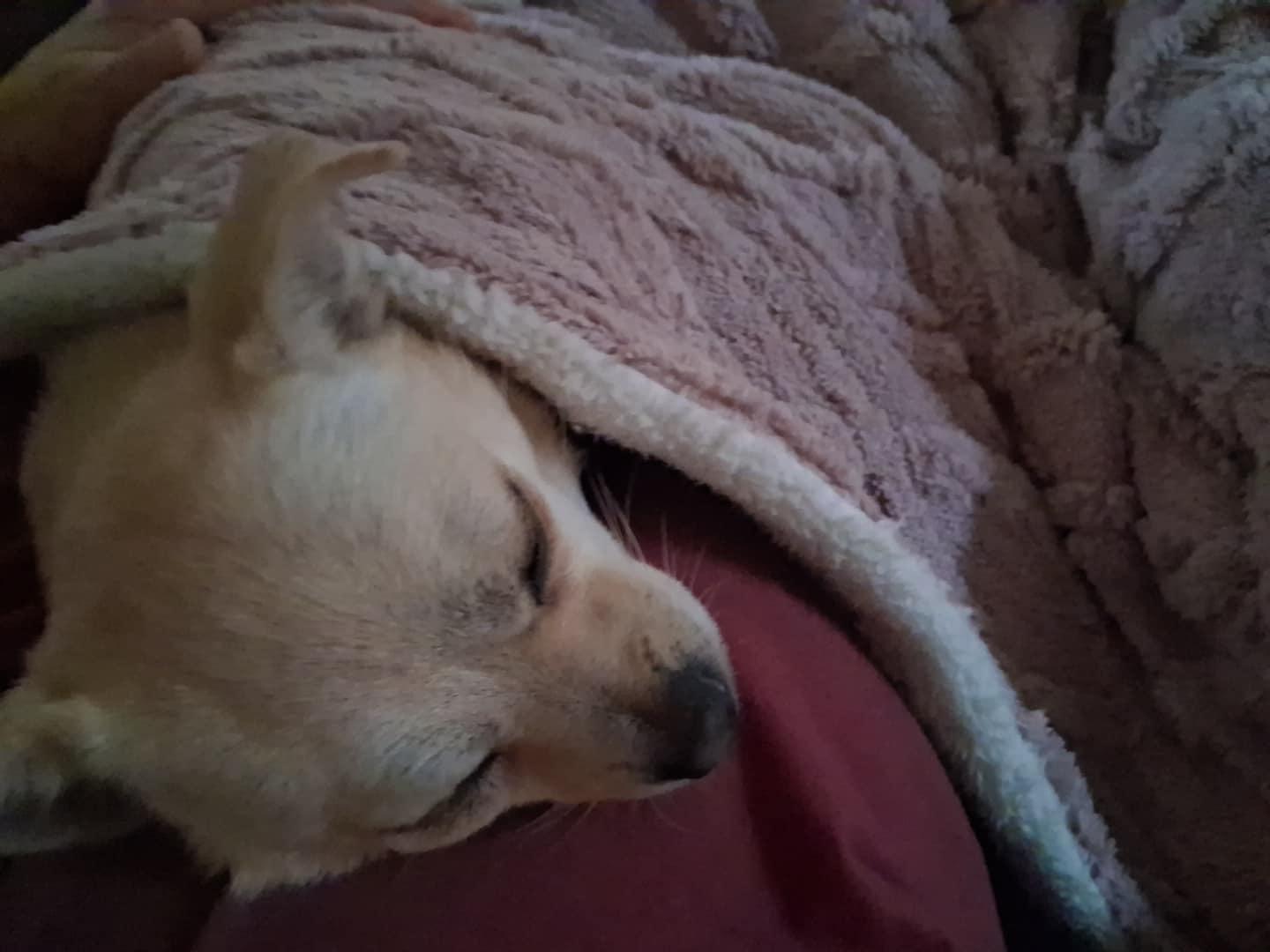 Lilita, a Adoptable Chihuahua in Baltimore, MD image 3/5