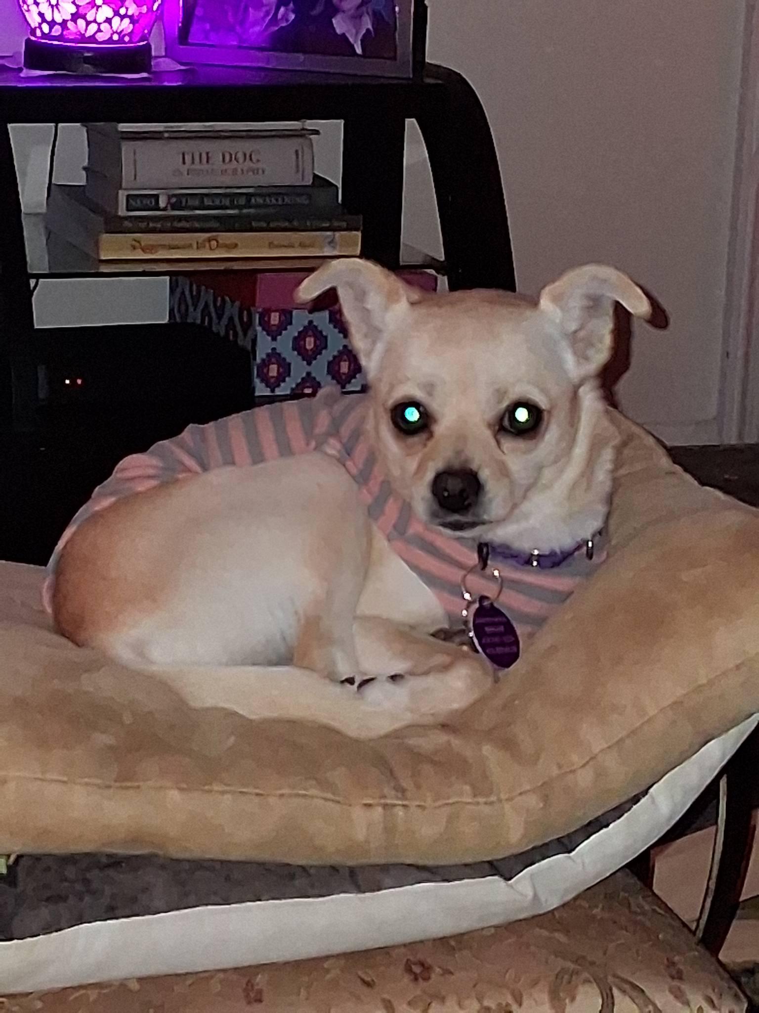 Lilita, a Adoptable Chihuahua in Baltimore, MD image 4/5