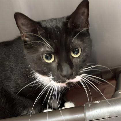 Sonora, Adoptable, Adult Female Domestic Short Hair & Domestic Short Hair.