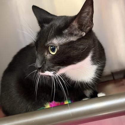 Sonora, Adoptable, Adult Female Domestic Short Hair & Domestic Short Hair.