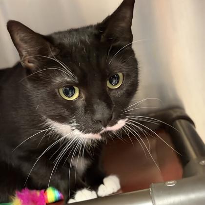 Enlarge Sonora, a Adoptable Domestic Short Hair in Voorhees, NJ image 3/3