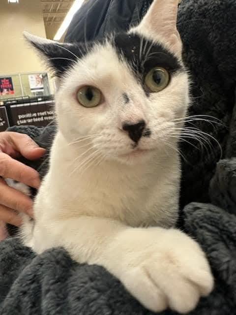 Domino