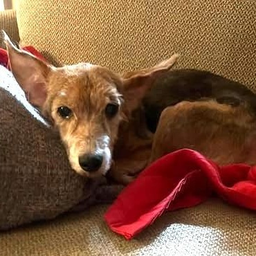 Bobo, Adoptable, Senior Male Terrier & Yorkshire Terrier.