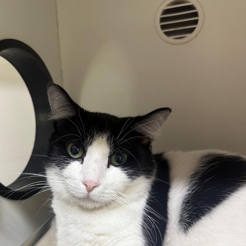 Enlarge Mama Kat, a Adoptable Domestic Short Hair in Branford, CT image 1/1