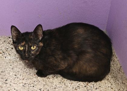 Betsy, Young Female Domestic Short Hair