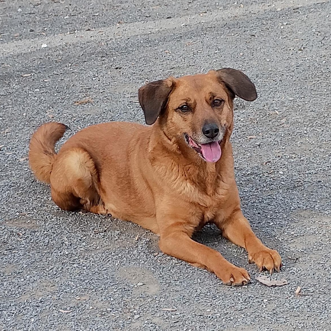 Enlarge Sunny, a ADOPTABLE mixed breed in Maynardville, TN image 1/1