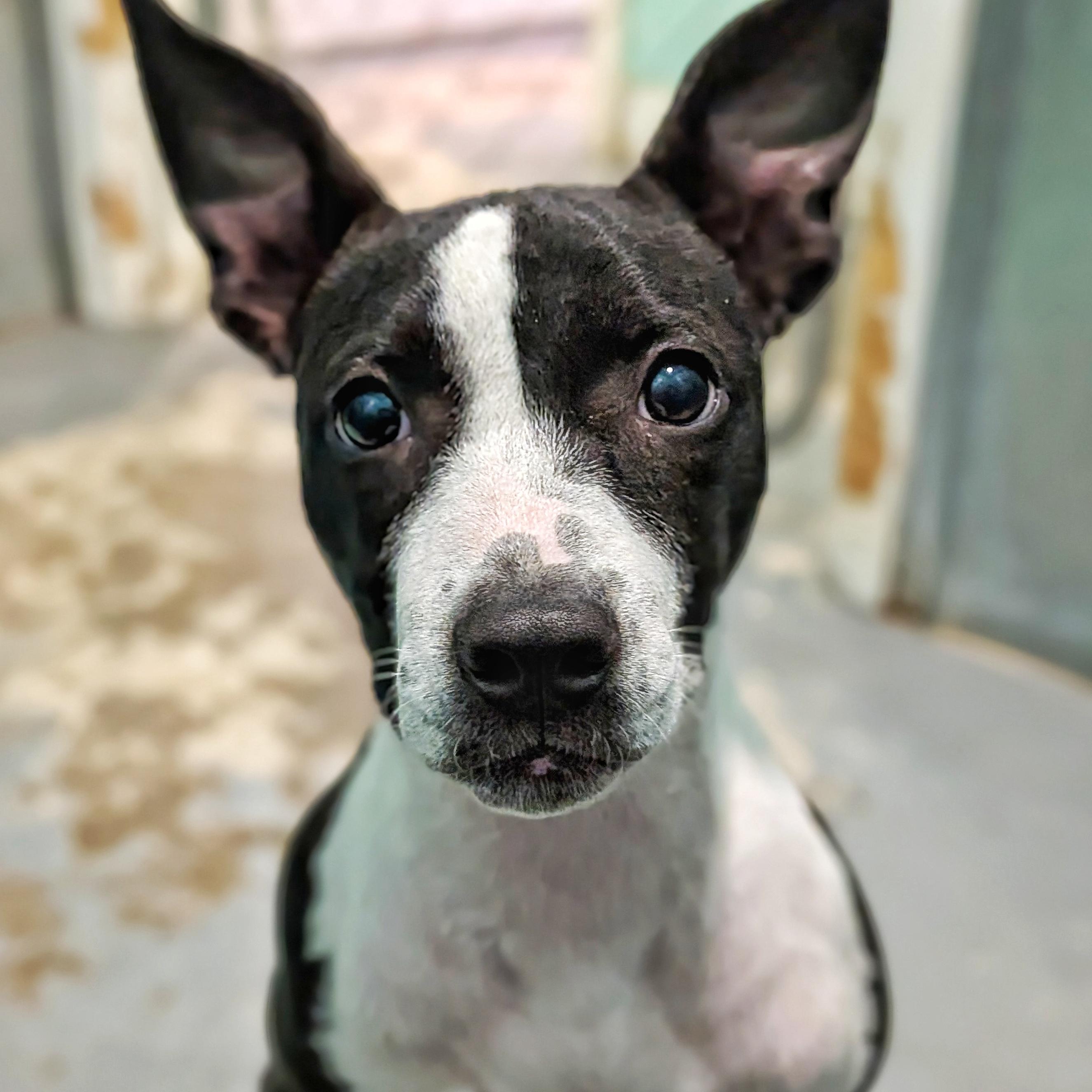 Enlarge Dixie, a ADOPTABLE Pit Bull Terrier in Eustis, FL image 1/2