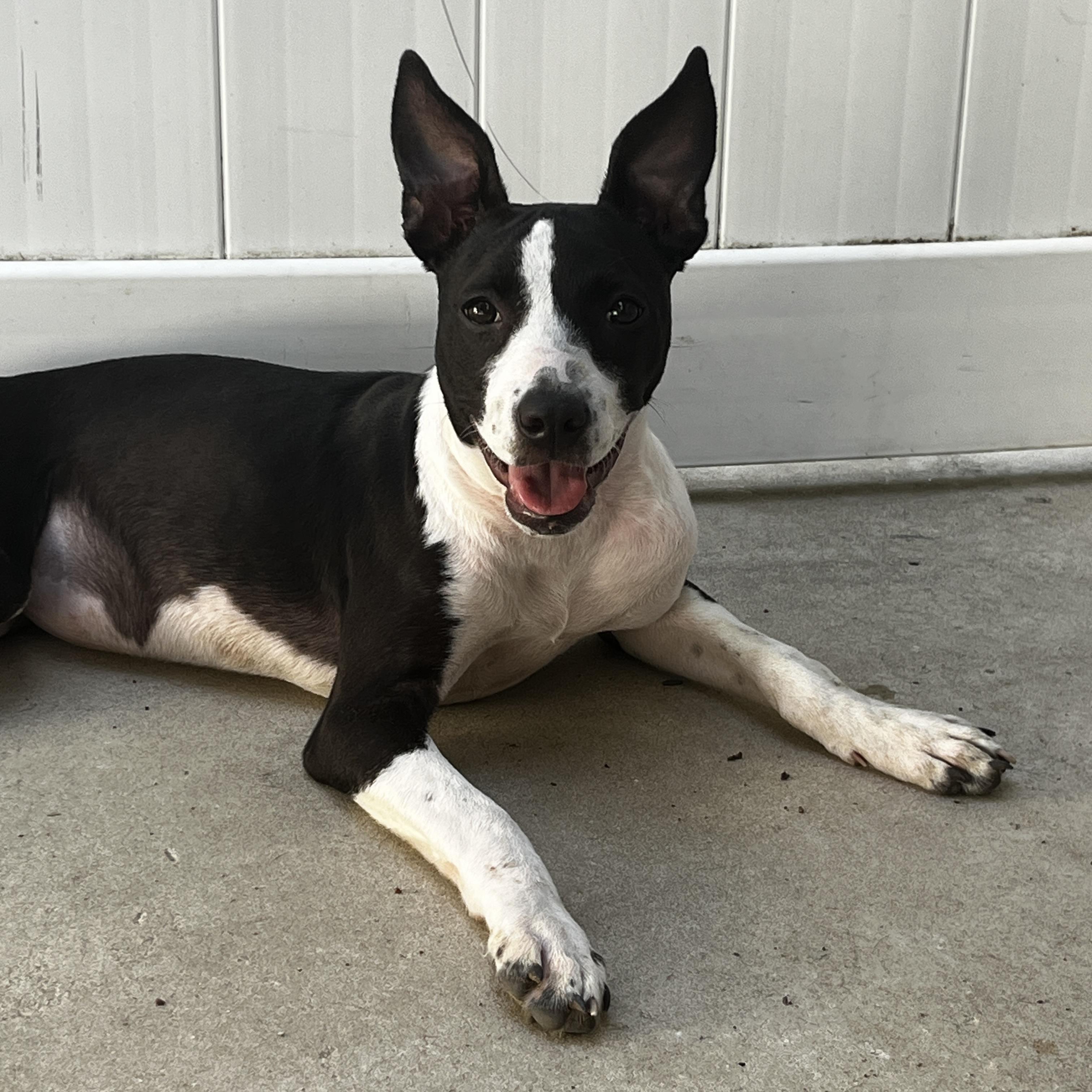 Enlarge Dixie, a ADOPTABLE Pit Bull Terrier in Eustis, FL image 2/2