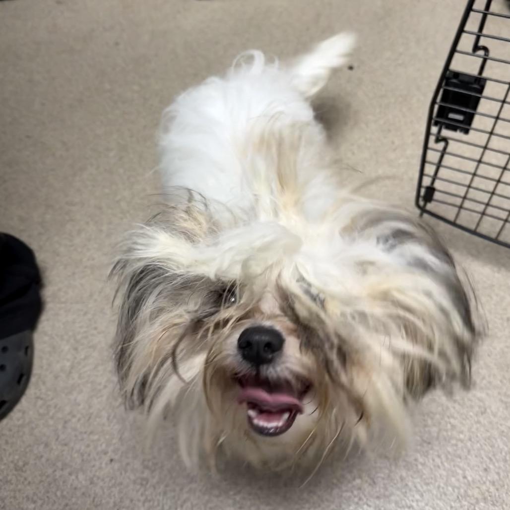 Morel, Adoptable, Young Male Shih Tzu.