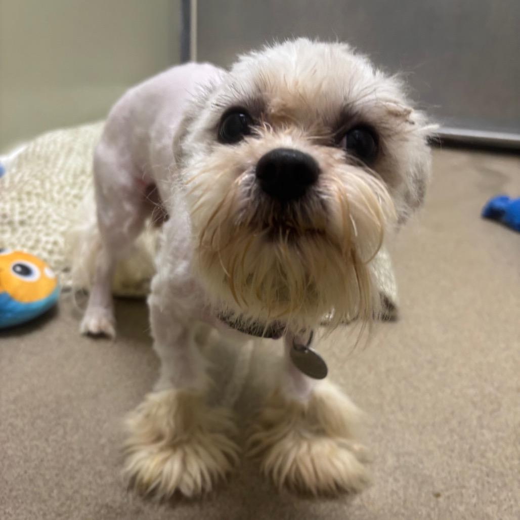 Enlarge Morel, a Adoptable mixed breed in Brookfield, WI image 2/2