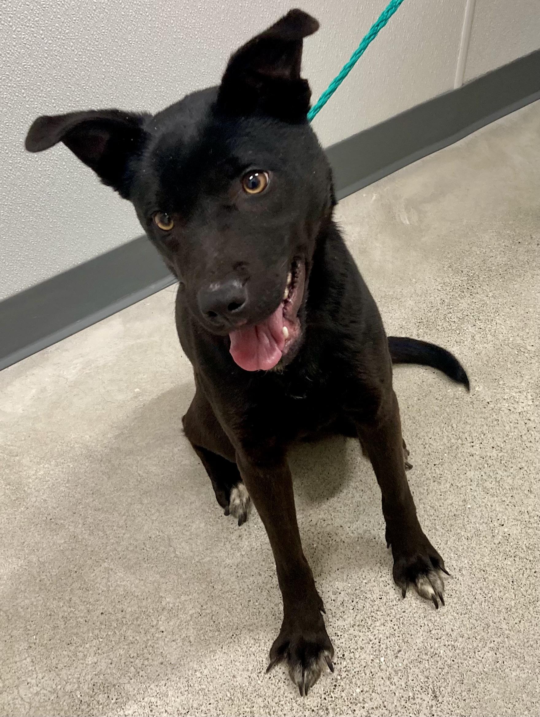 Enlarge Skye, an adopted mixed breed in Sandusky, MI image 1/3