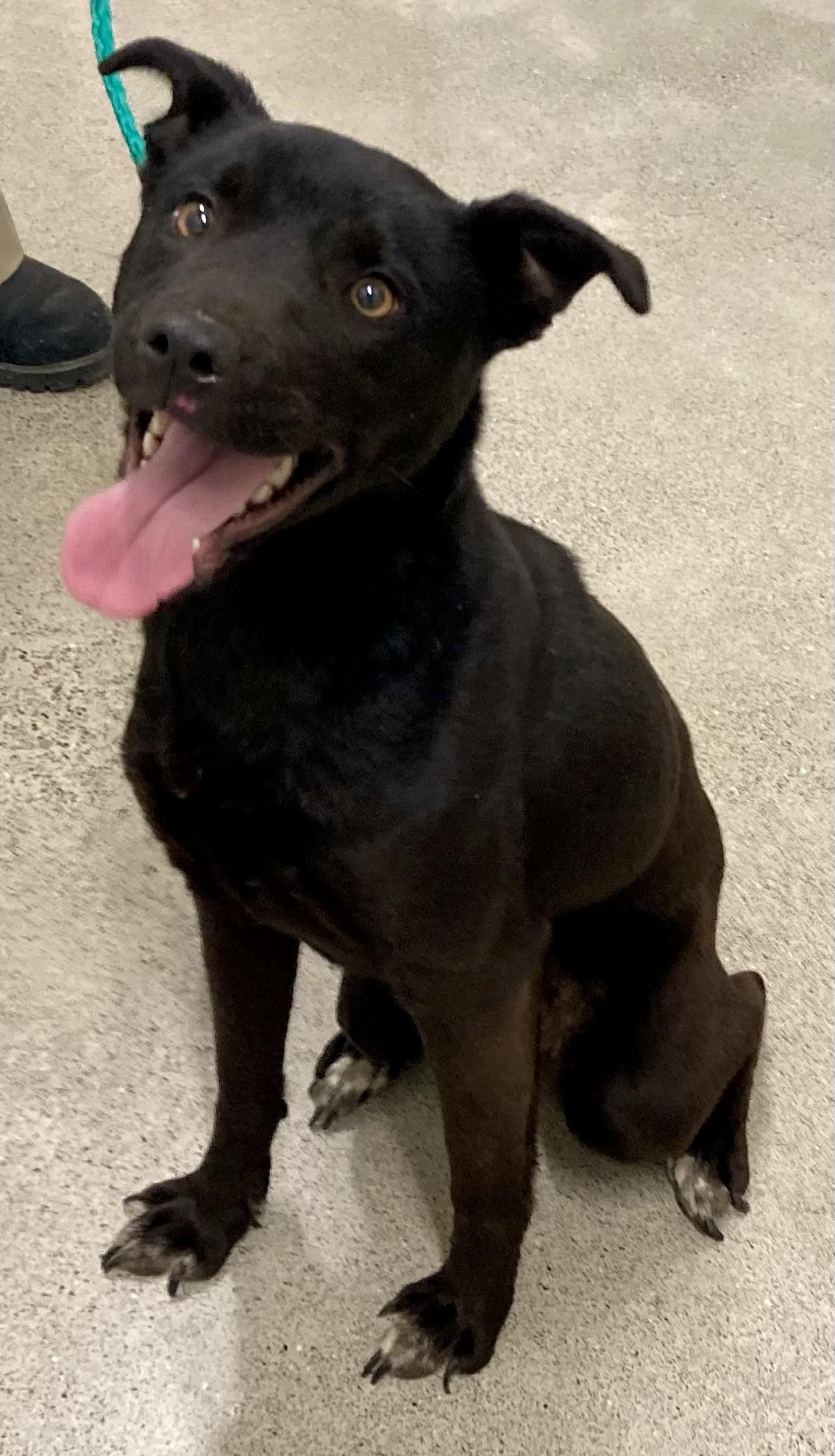 Enlarge Skye, an adopted mixed breed in Sandusky, MI image 3/3