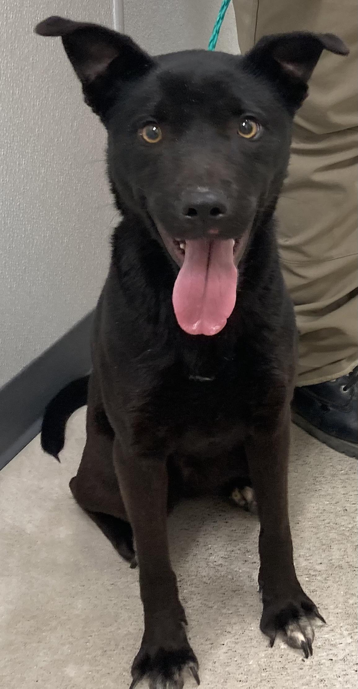 Enlarge Skye, an adopted mixed breed in Sandusky, MI image 2/3