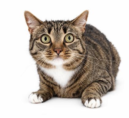 Enlarge Lola - Bonded w Remy, a Adoptable mixed breed in Bowling Green, KY image 3/3