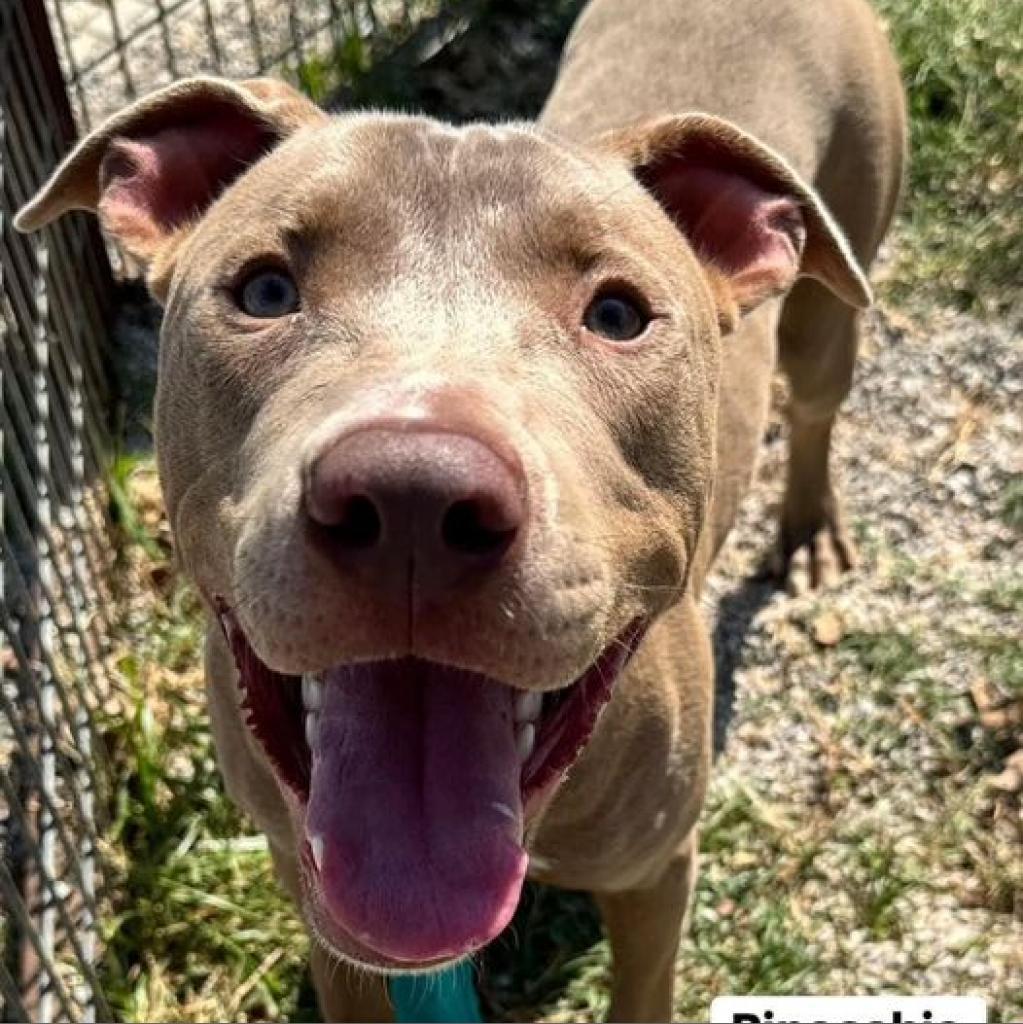 Pinocchio, Adoptable, Adult Male Pit Bull Terrier.