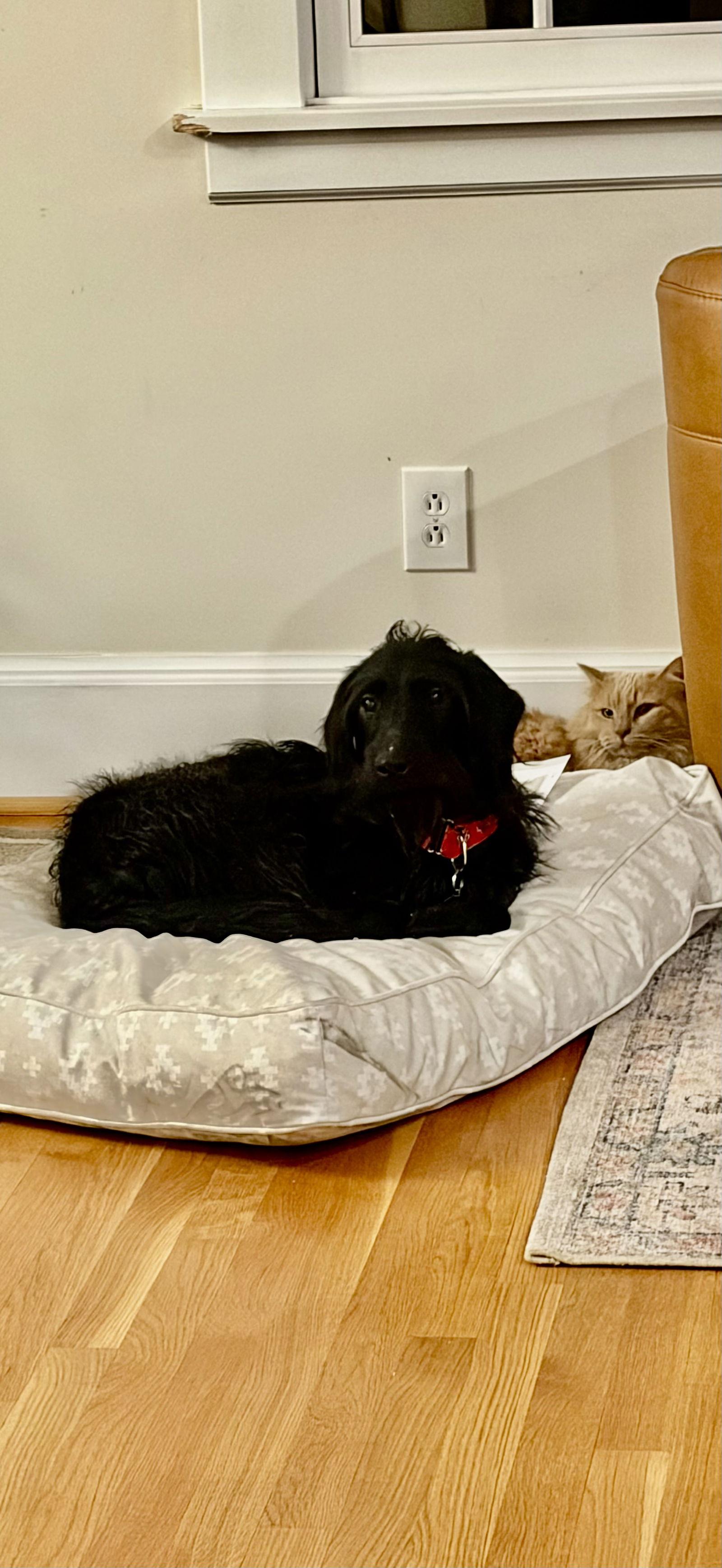 Teddy, Adoptable, Adult Male Poodle & Labrador Retriever.