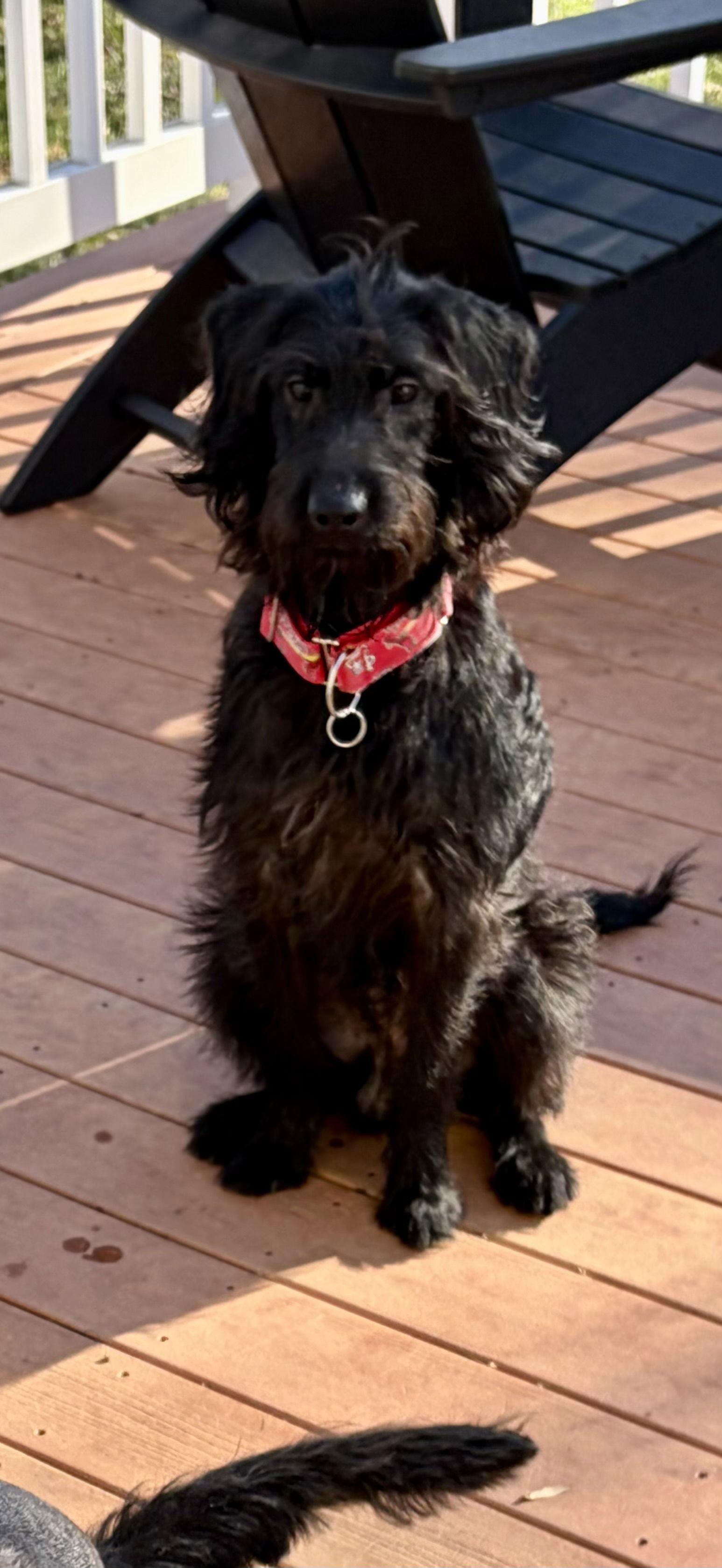 Teddy, a Adoptable mixed breed in Barnhart, MO image 3/3