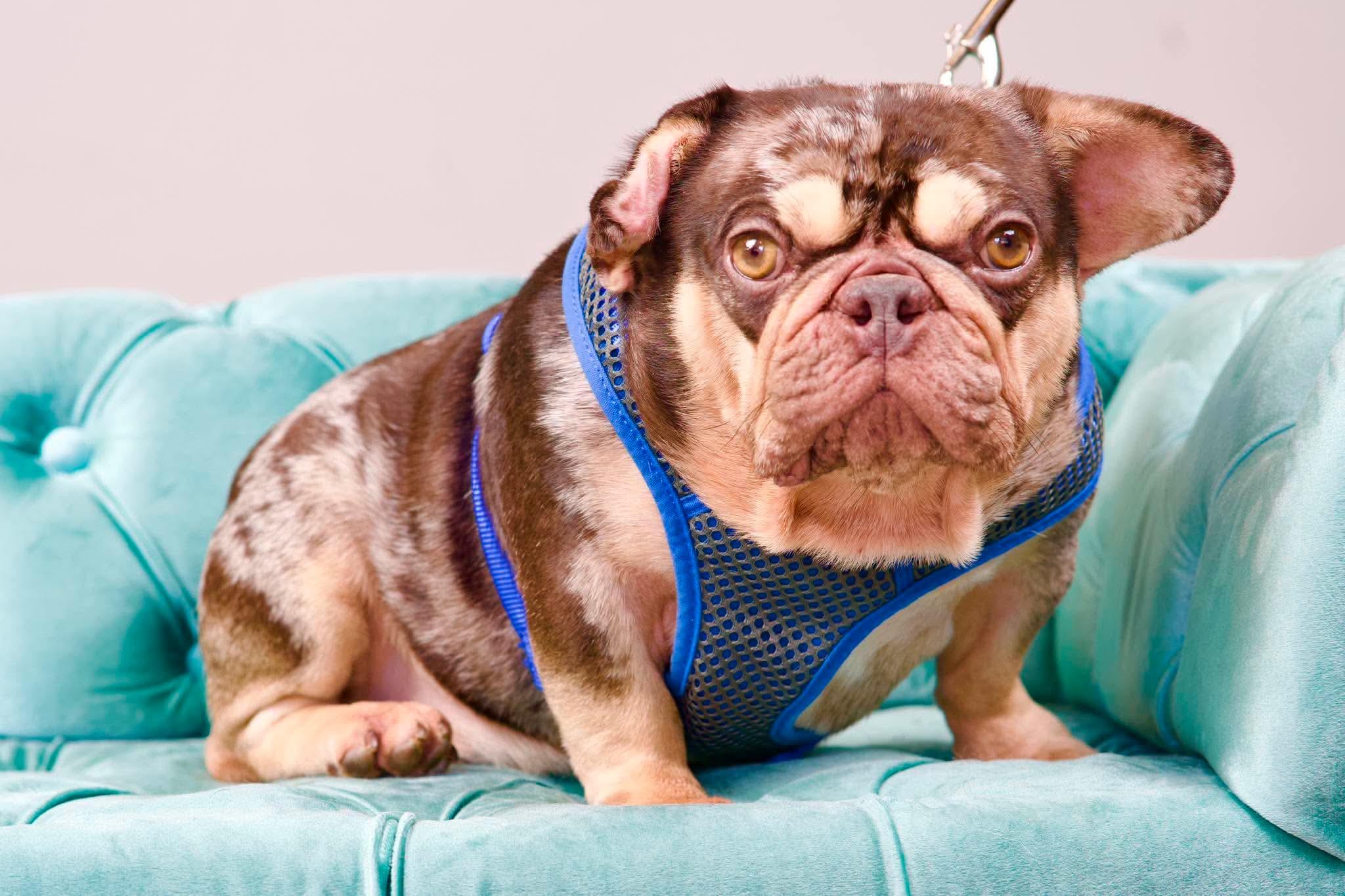 Gizmo, ADOPTABLE, Adult Male French Bulldog.