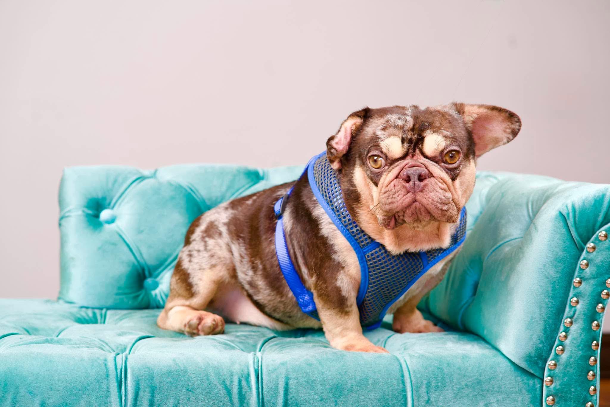 Gizmo, a ADOPTABLE French Bulldog in Green Bay, WI image 2/2