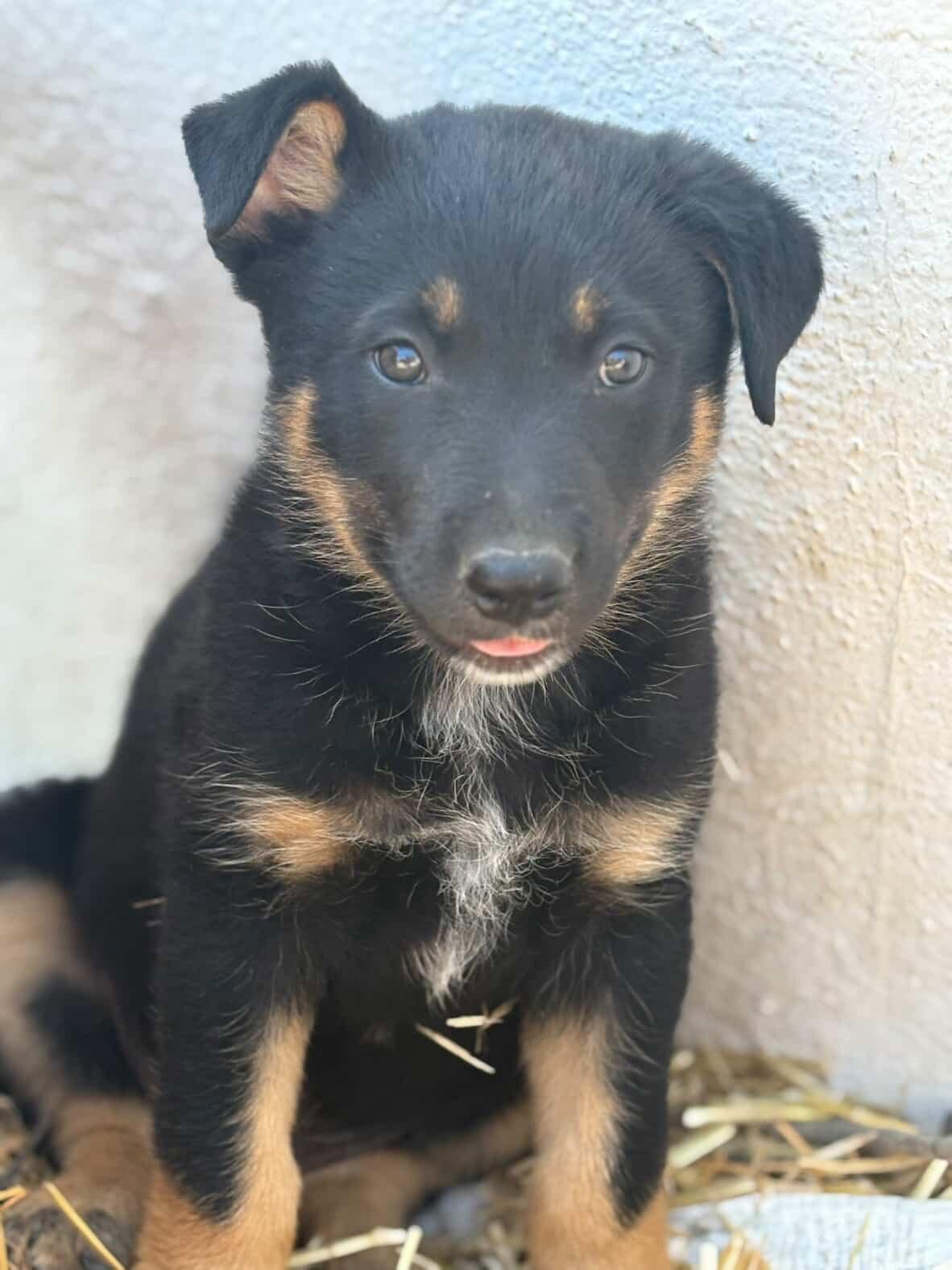 Rob, Adopted, Puppy Male Black Labrador Retriever & Shepherd.