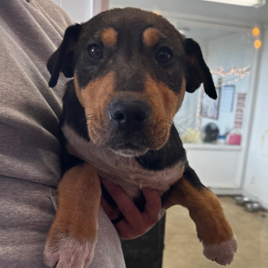 Enlarge Ranger, a Adoptable mixed breed in Clarksdale, MS image 1/5