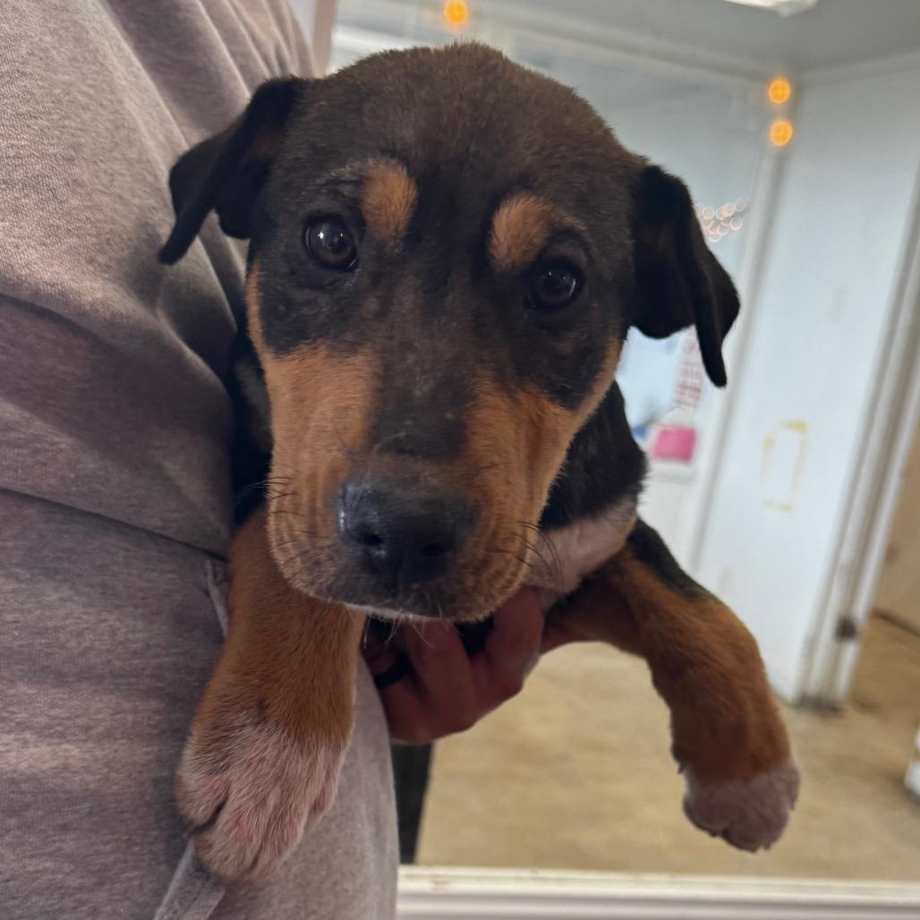 Enlarge Ranger, a Adoptable mixed breed in Clarksdale, MS image 2/5