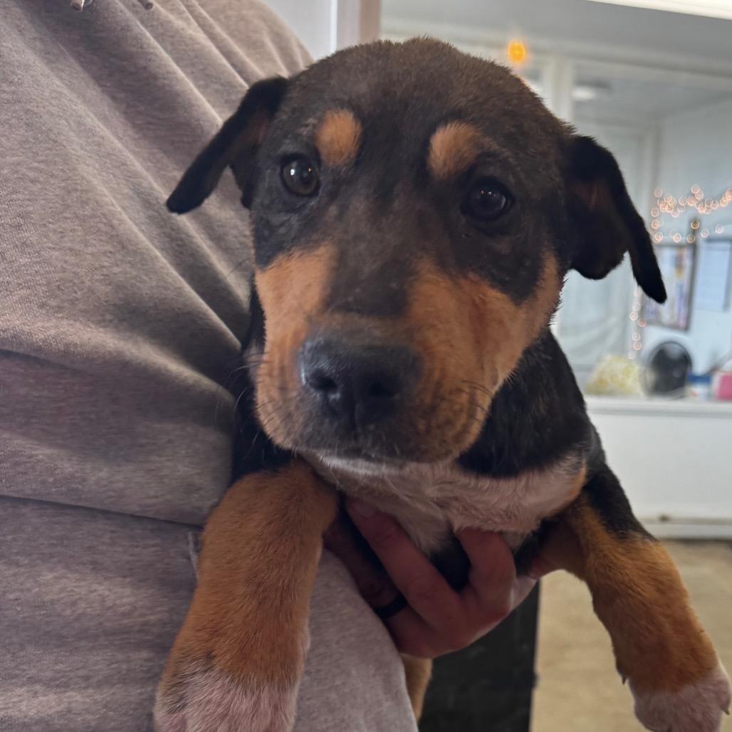 Enlarge Ranger, a Adoptable mixed breed in Clarksdale, MS image 3/5