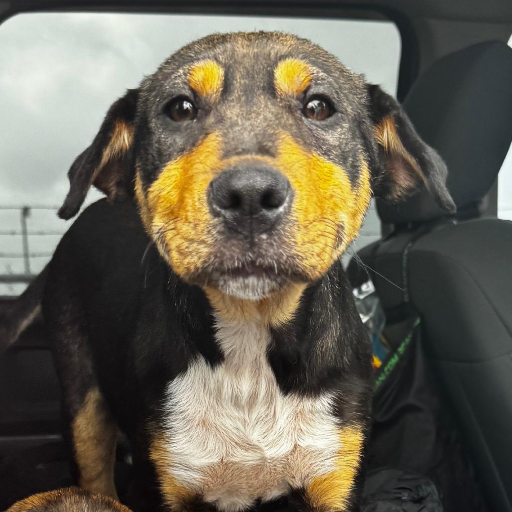 Enlarge Ranger, a Adoptable mixed breed in Clarksdale, MS image 4/5