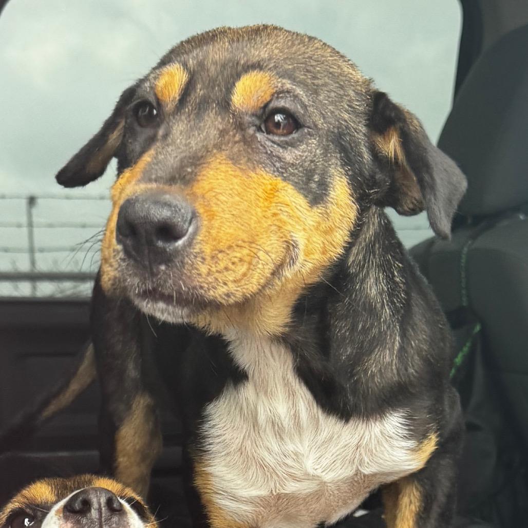 Enlarge Ranger, a Adoptable mixed breed in Clarksdale, MS image 5/5
