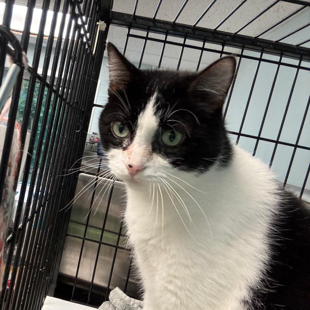 Enlarge Twist, a Adoptable Domestic Short Hair in Davenport, IA image 1/6