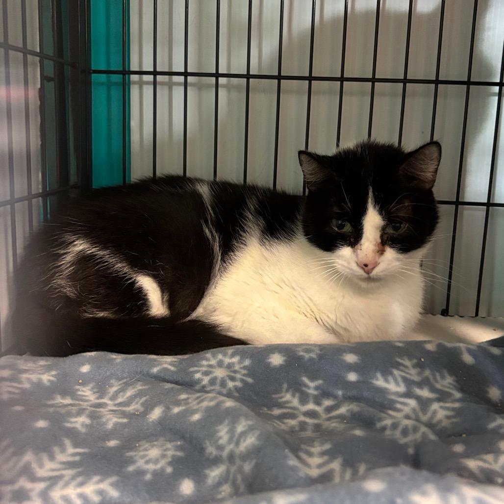 Twist, Adoptable, Senior Male Domestic Short Hair.