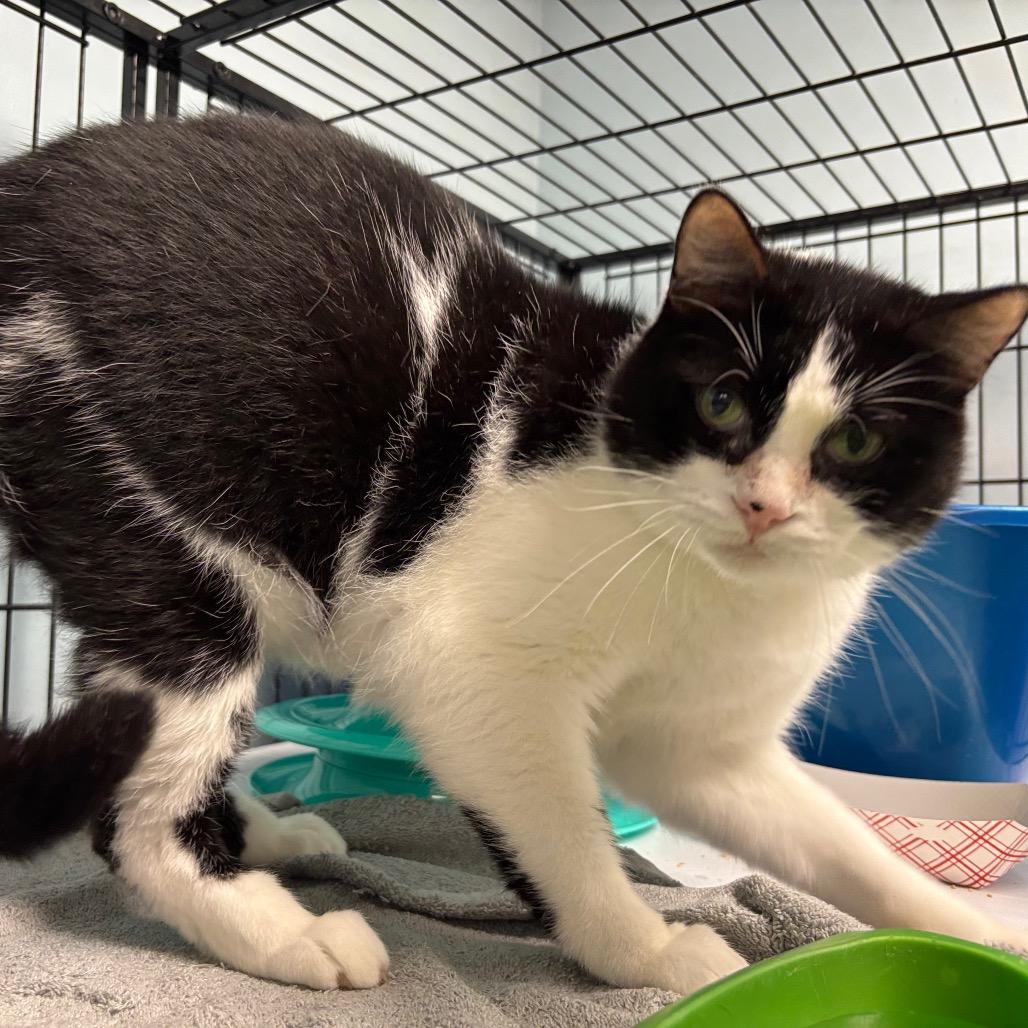 Enlarge Twist, a Adoptable Domestic Short Hair in Davenport, IA image 3/6