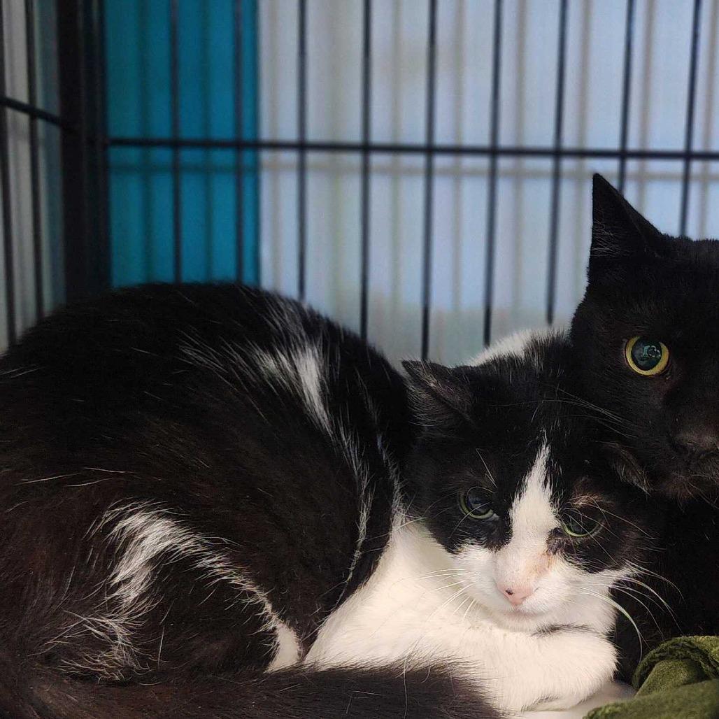 Enlarge Twist, a Adoptable Domestic Short Hair in Davenport, IA image 2/3