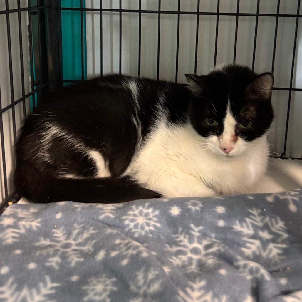 Enlarge Twist, a Adoptable Domestic Short Hair in Davenport, IA image 3/3