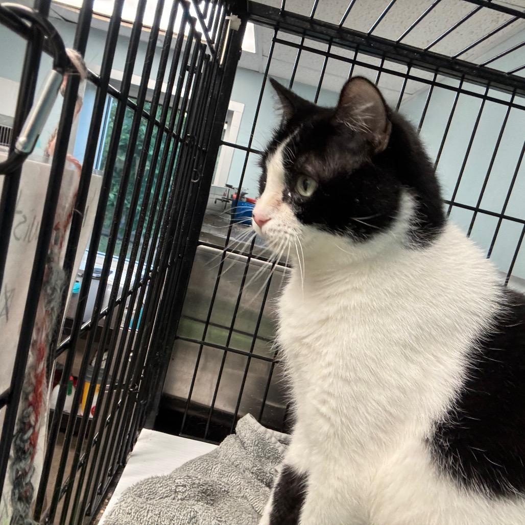 Enlarge Twist, a Adoptable Domestic Short Hair in Davenport, IA image 6/6