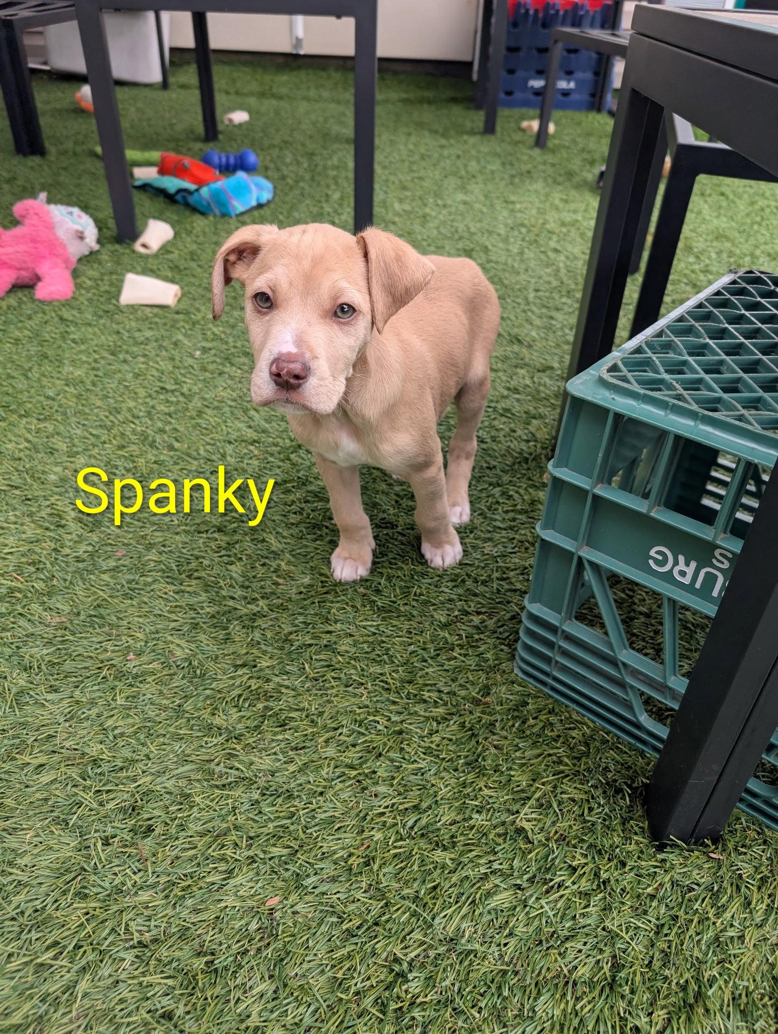 Enlarge Spanky, a Adoptable mixed breed in Elizabethtown, PA image 2/3