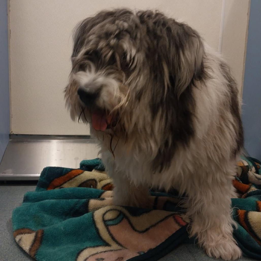 Winter, Adoptable, Senior Female Old English Sheepdog.