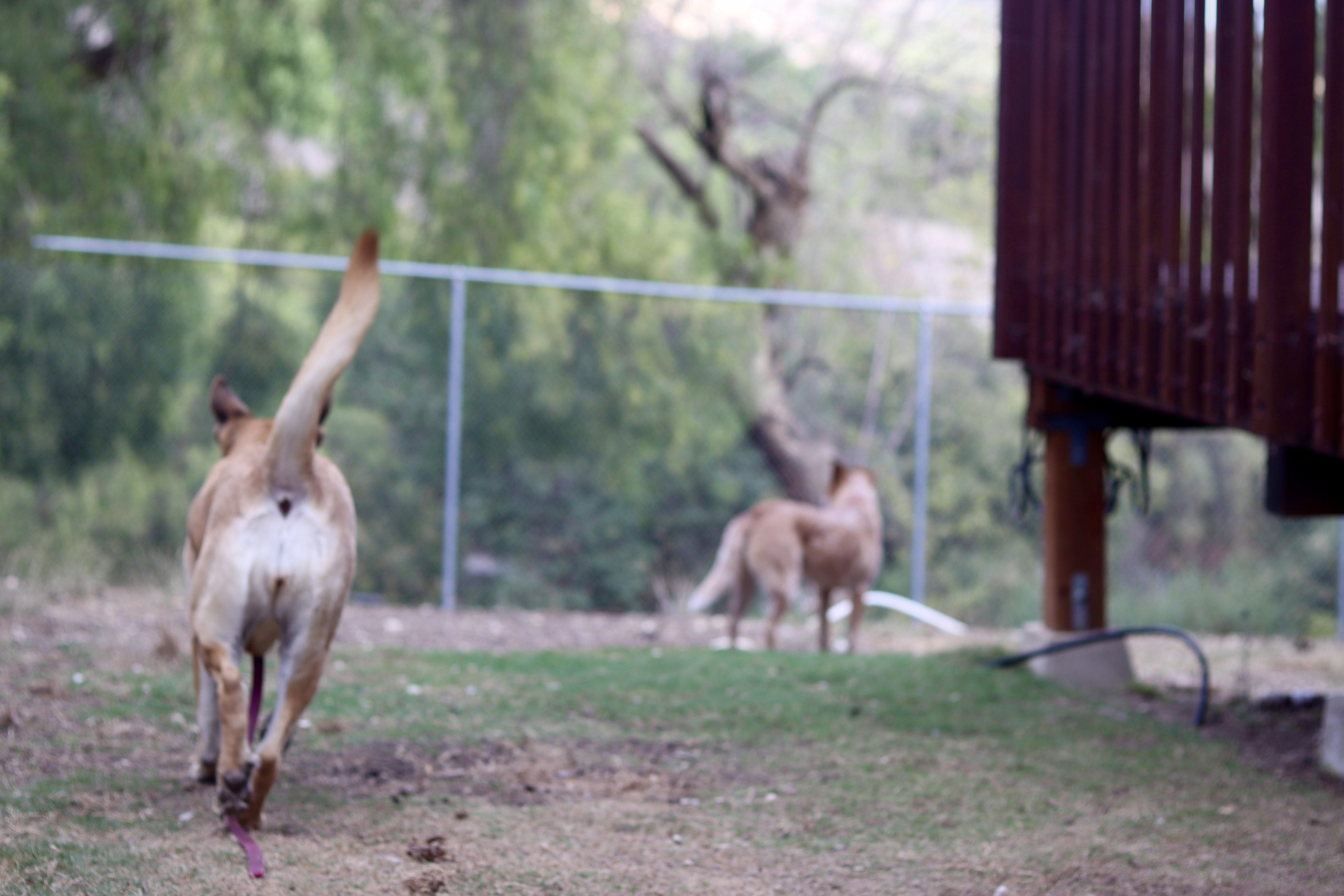 Laney, a Adoptable mixed breed in Rancho Palos Verdes , CA image 5/6