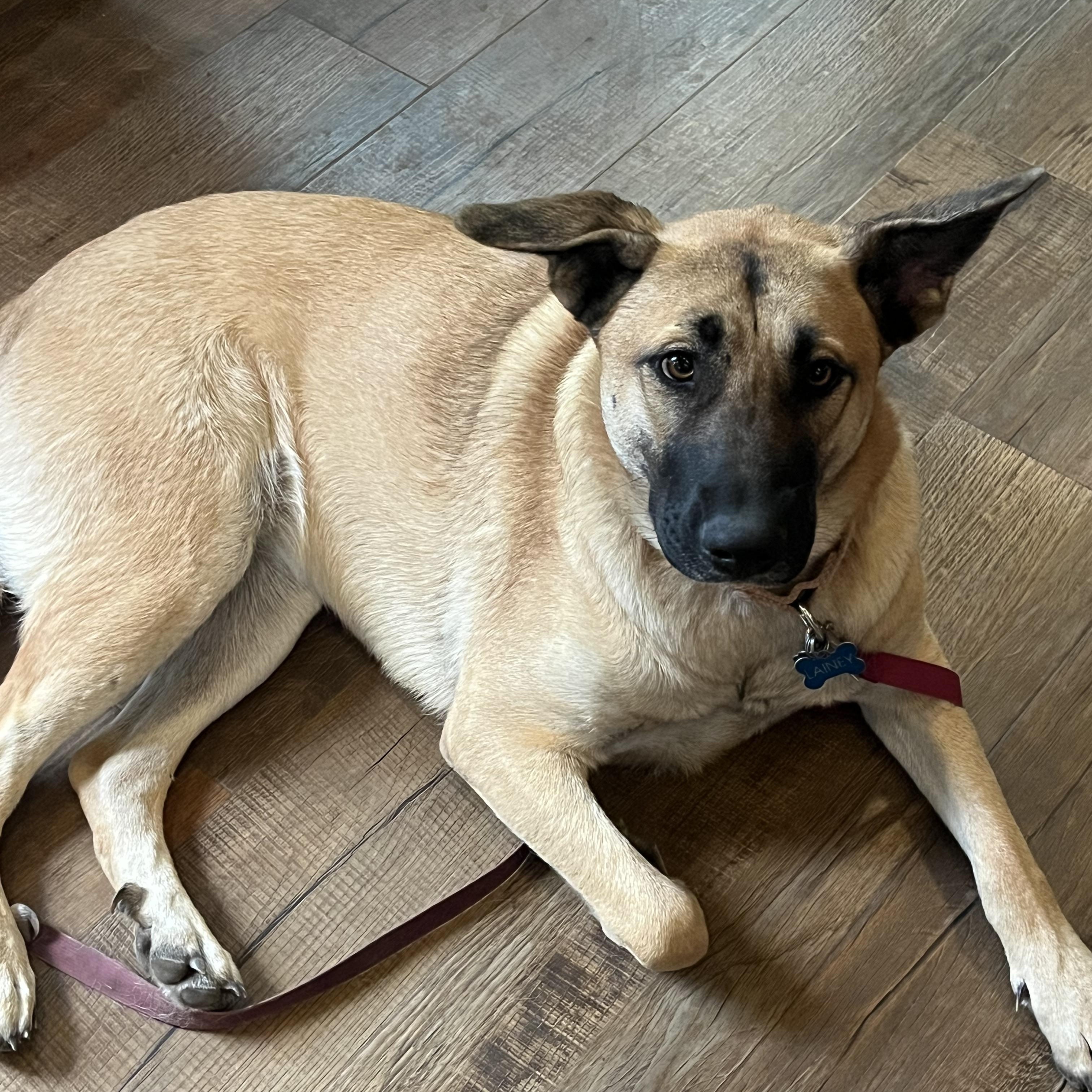 Laney, a Adoptable mixed breed in Rancho Palos Verdes , CA image 4/6