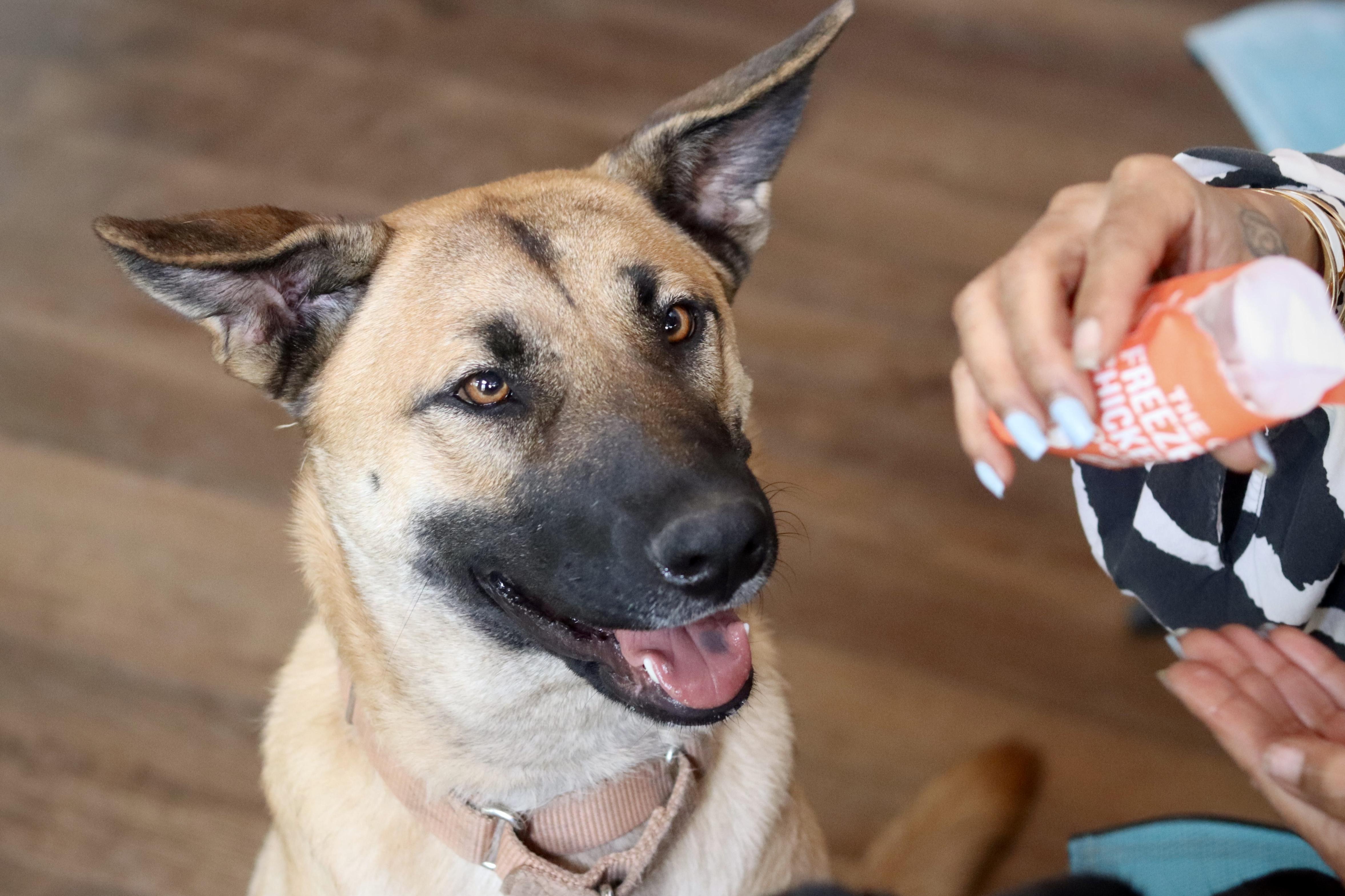 Lainey, Adoptable, Young Female German Shepherd Dog & Pit Bull Terrier.