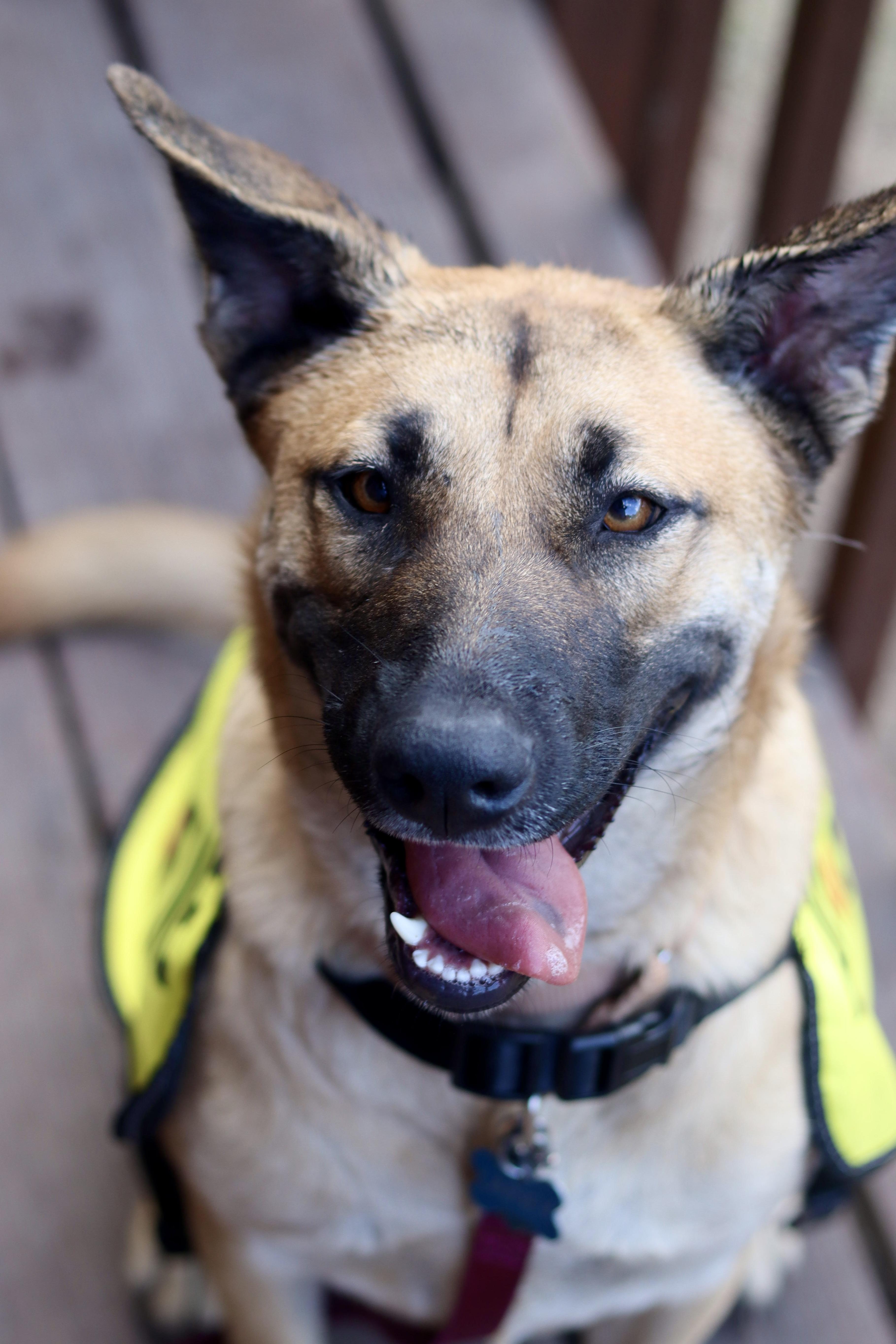 Laney, a Adoptable mixed breed in Rancho Palos Verdes , CA image 1/6