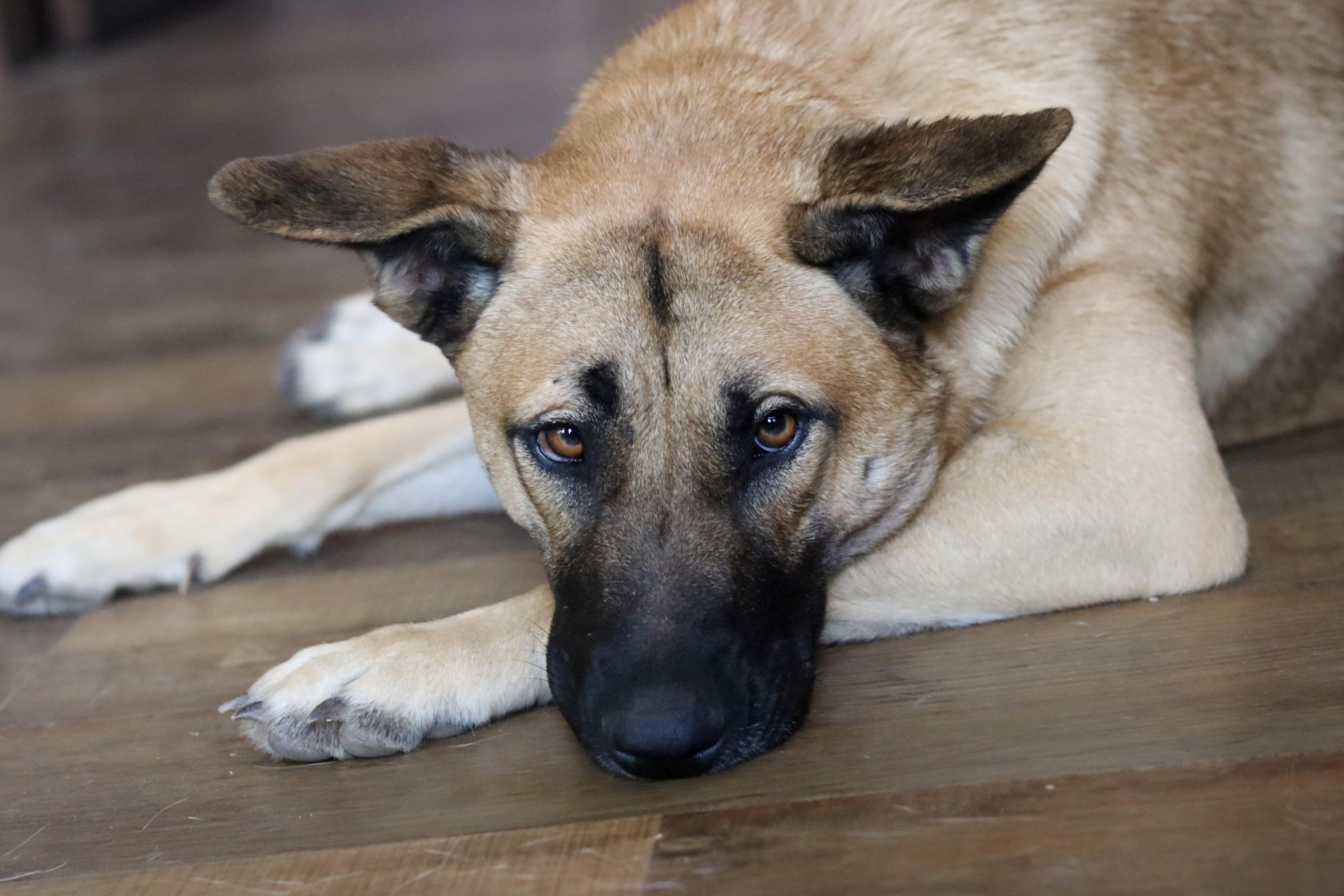 Laney, a Adoptable mixed breed in Rancho Palos Verdes , CA image 6/6