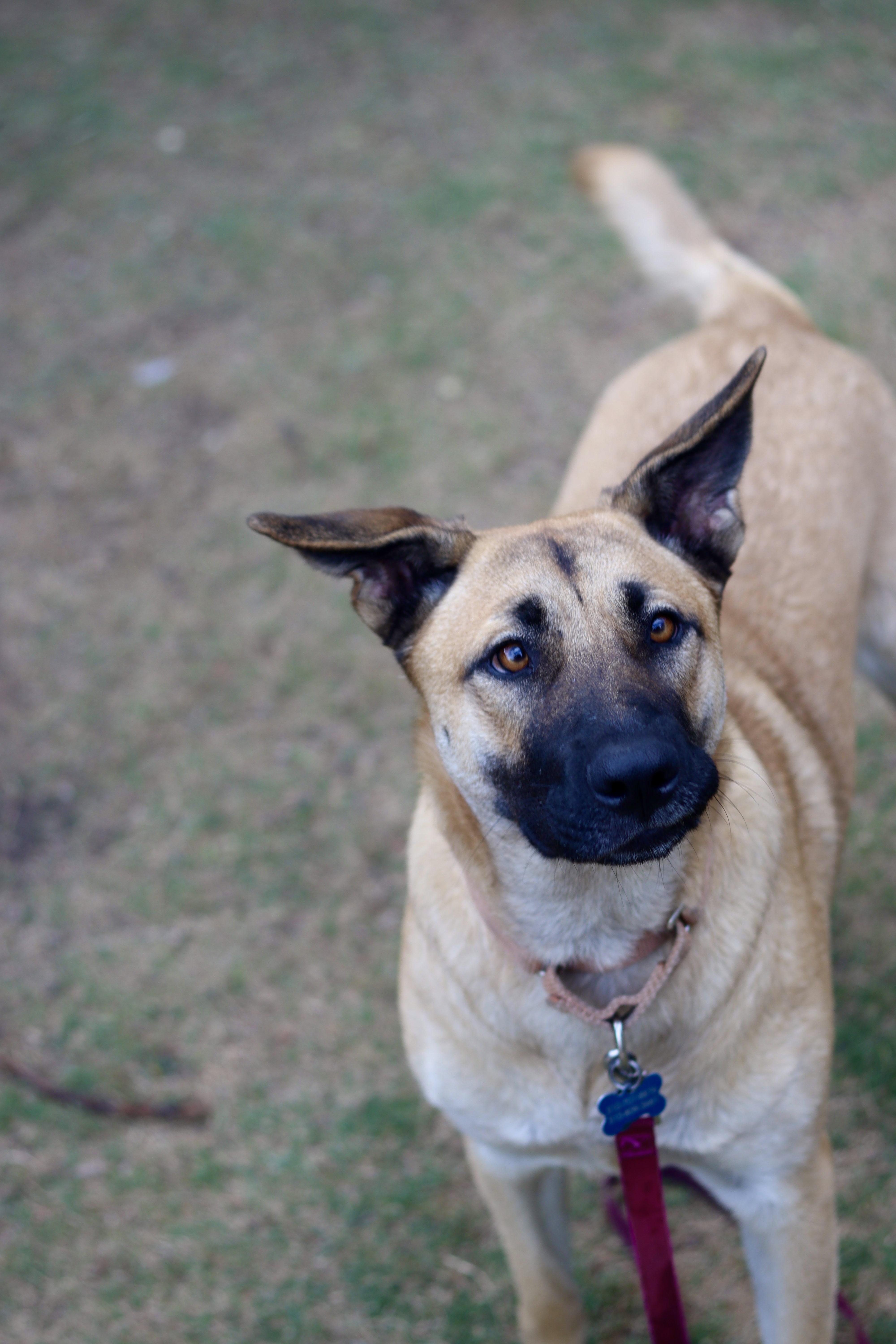 Laney, a Adoptable mixed breed in Rancho Palos Verdes , CA image 2/6