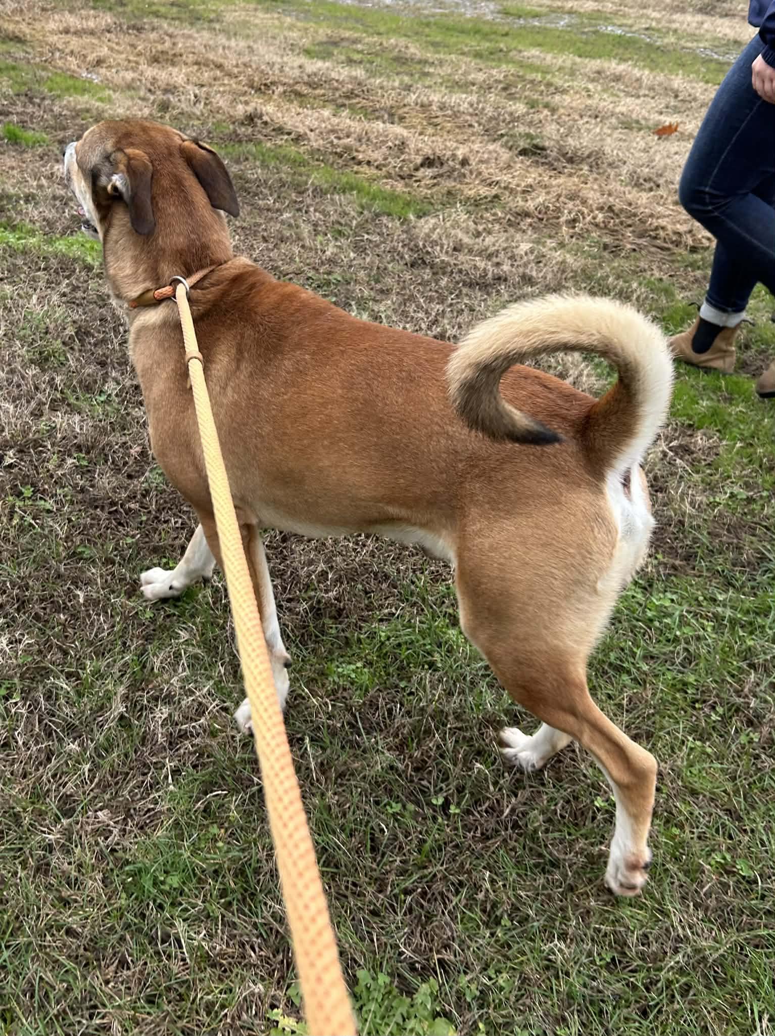 Enlarge Morty, a Adoptable mixed breed in Watertown, CT image 2/5
